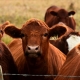 Paraguay Registra Récord en Exportación de Carne Bovina en Noviembre